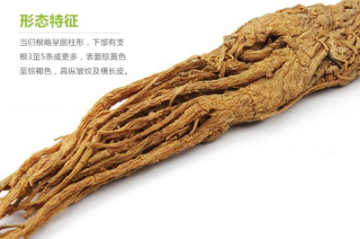 挑选当归以头大，主根粗长，分支少为优质当归。这种当归在生长时吸收的阳光、水分、养分更多，价值更高