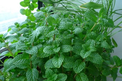 薄荷：叶子在酷暑里饮用有薄荷成分的饮料，能够有效地解暑解热，让大脑处于兴奋状态，同时促进发汗来加快身体的血液循环。